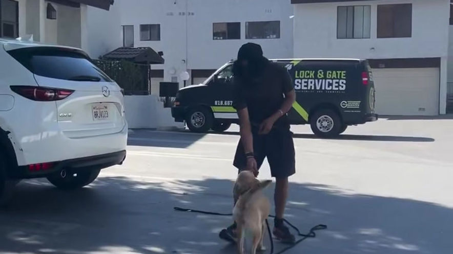 Puppy Training